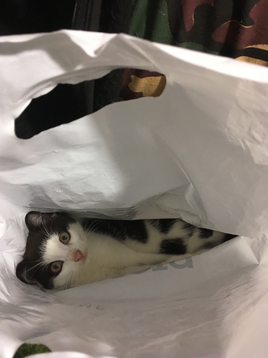 Вот в чем вопрос🤔