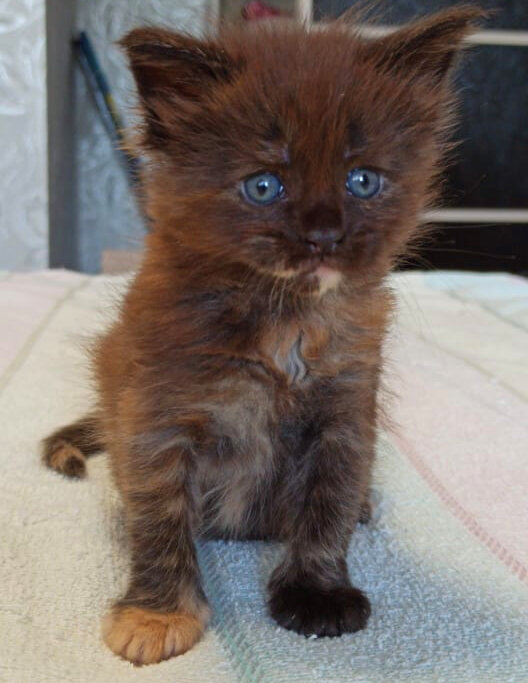 Мейн-кун Мисти. (1 месяц) Комочек для душевного равновесия. 