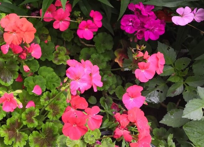 пеларгонии из семян летом в саду