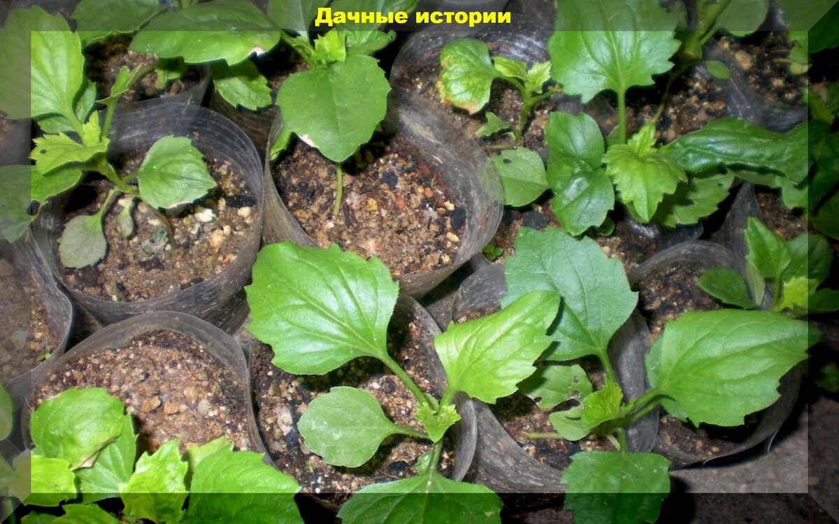 Нюансы выращивания астр через рассаду. Все просто, но вы удивитесь ее  пышному цветению | Дачные истории | Дзен