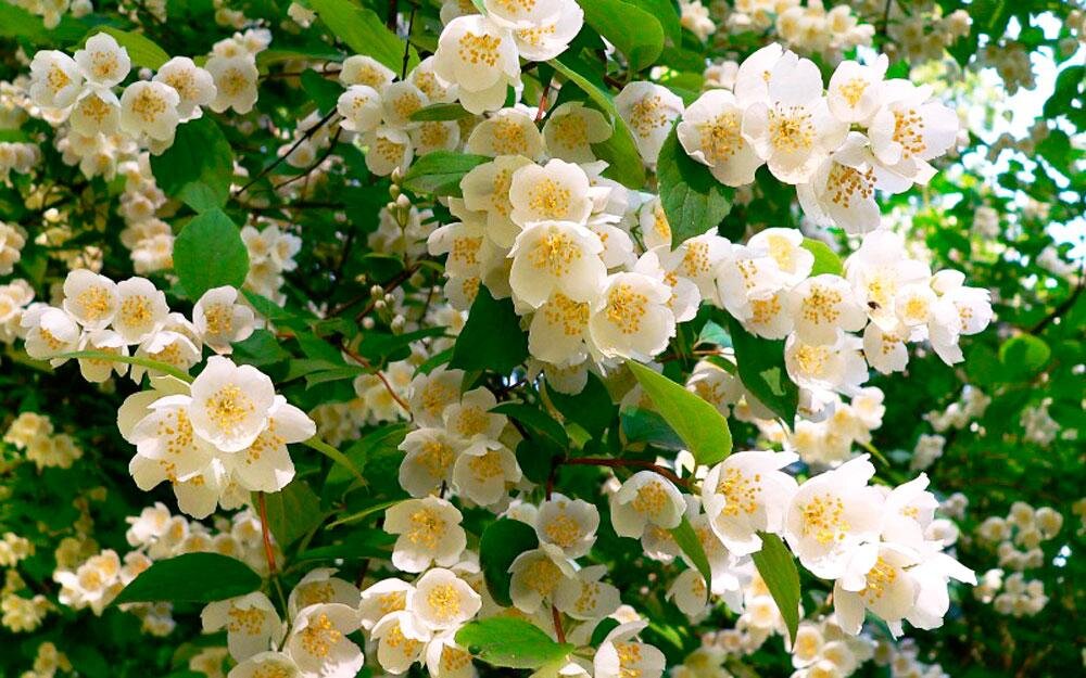                                                  Чубушник      фото Яндекс-картинки