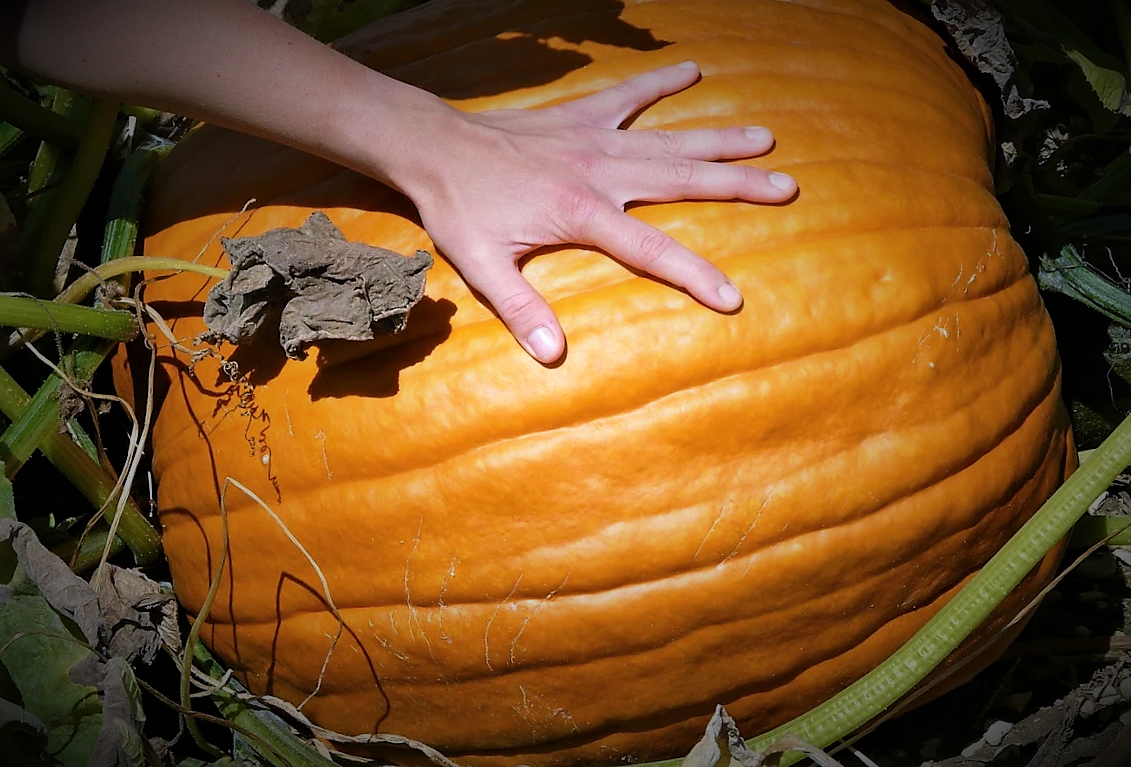 Фото с Яндекс картинки в свободном доступе