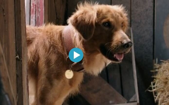 "Собачья жизнь" фильм 2017