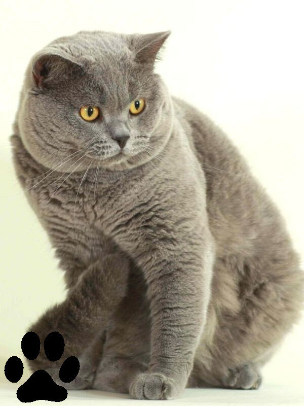 Британская Короткошерстная