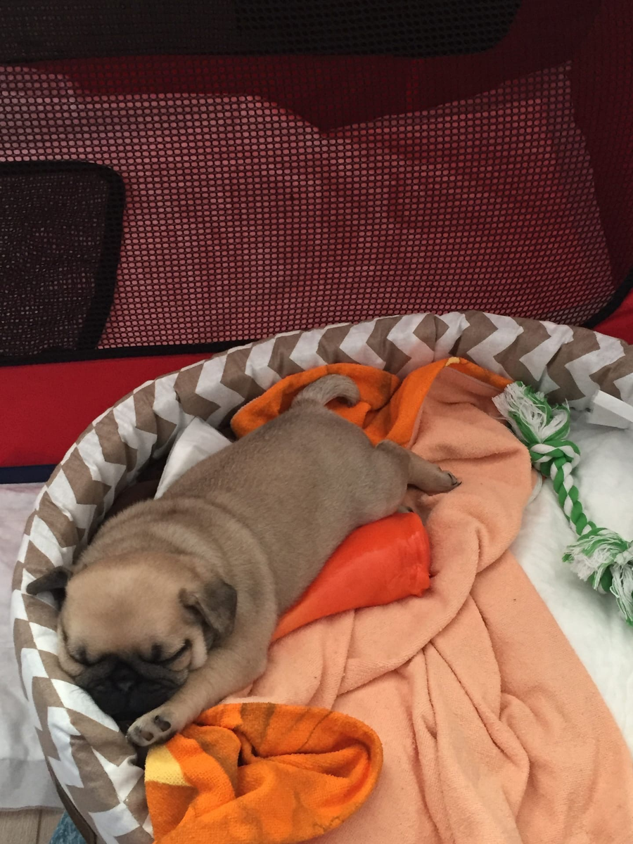 фото моего малыша мопса 