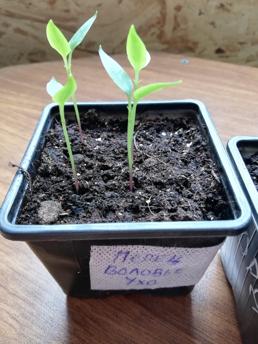 Пикировать будем в фазе 2 настоящих листов.