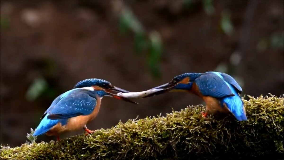 Обыкновенный или голубой зимородок.