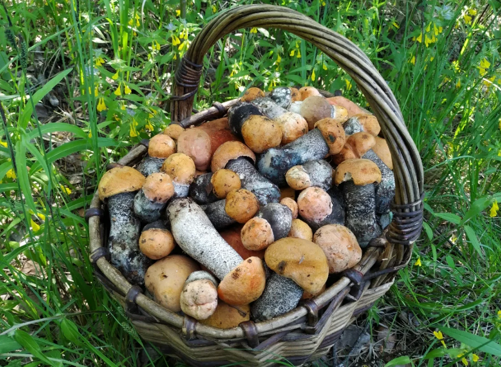 Яндекс картинки.