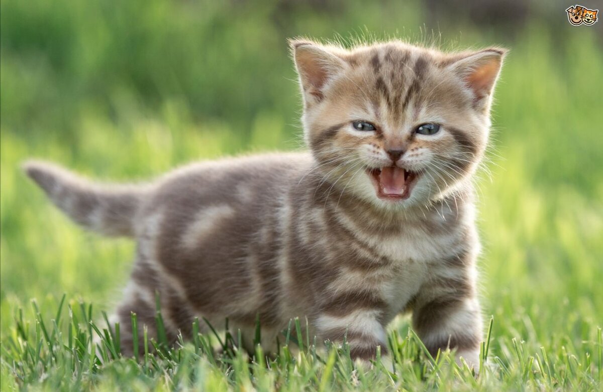 Фото в открытом доступе сети Яндекс.