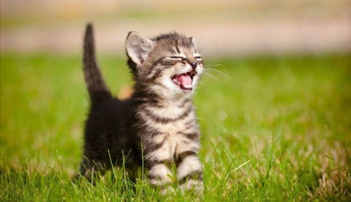 Фото в открытом доступе сети Яндекс.