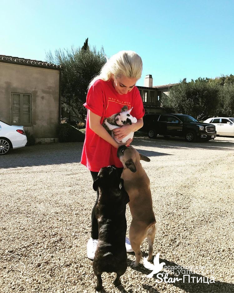 радость общения @ladygaga