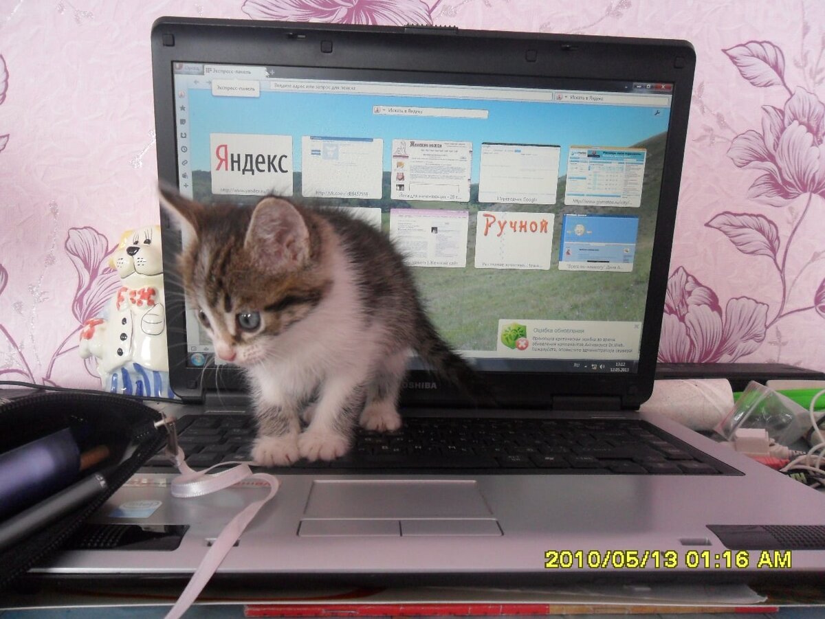 Вот таким пушистиком был наш Барсик. Видно, что пух не густой!