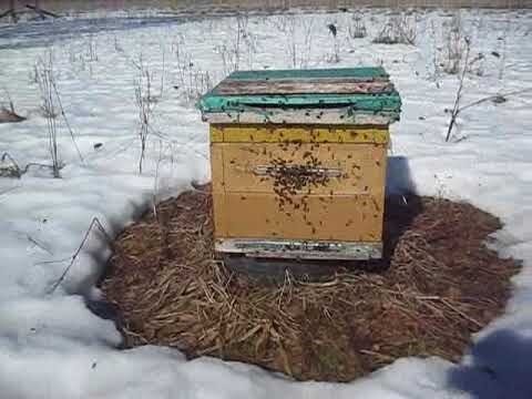 Пчелы весной после зимовки