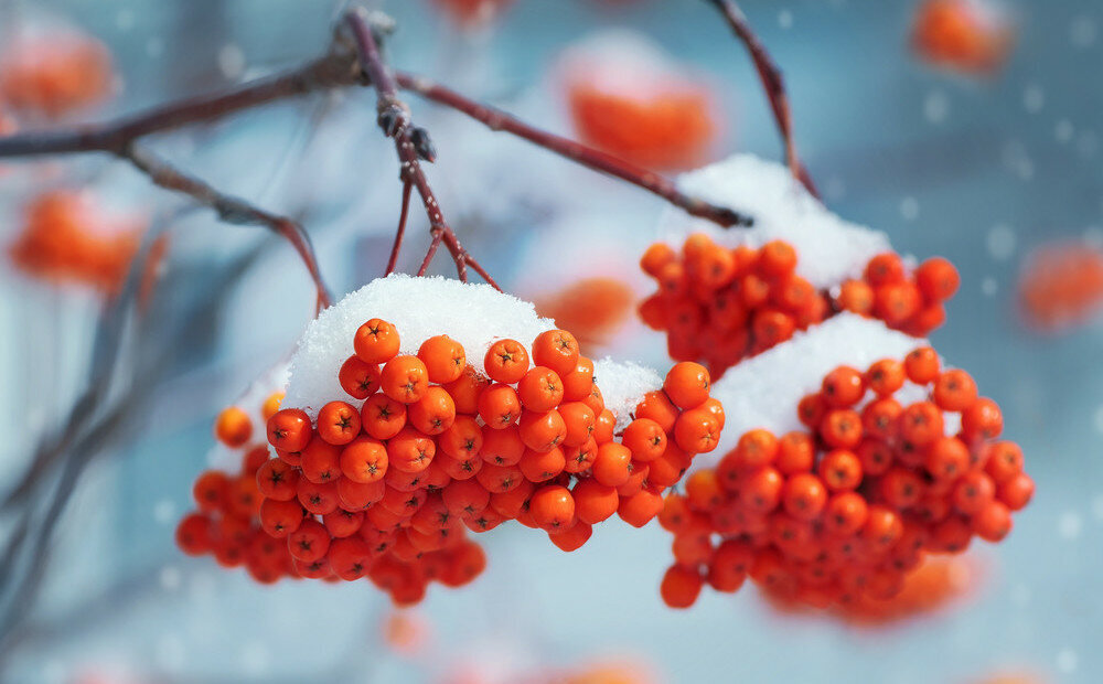 фото из яндекс.картинок