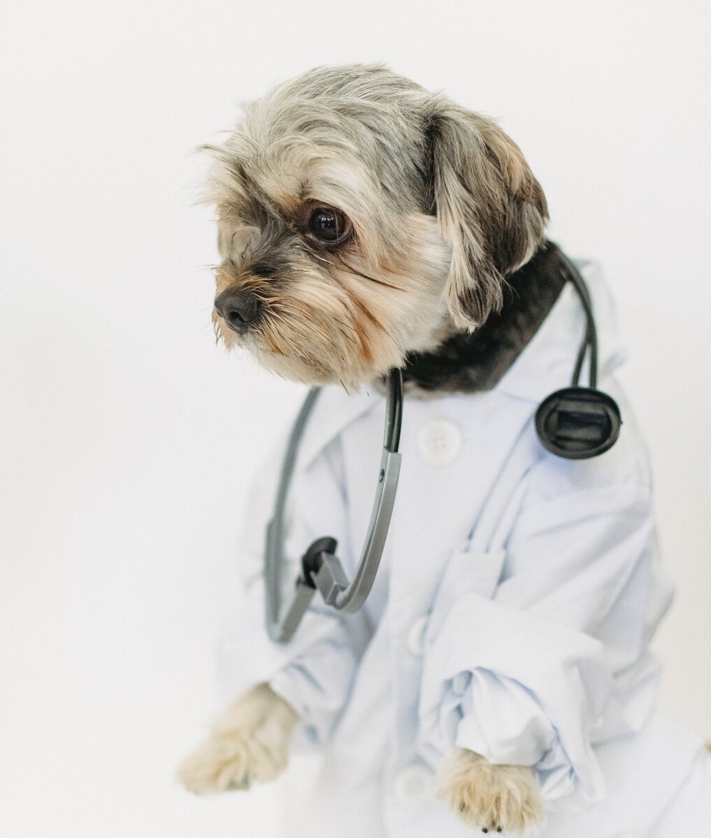 Фото автора Sam Lion: Pexels