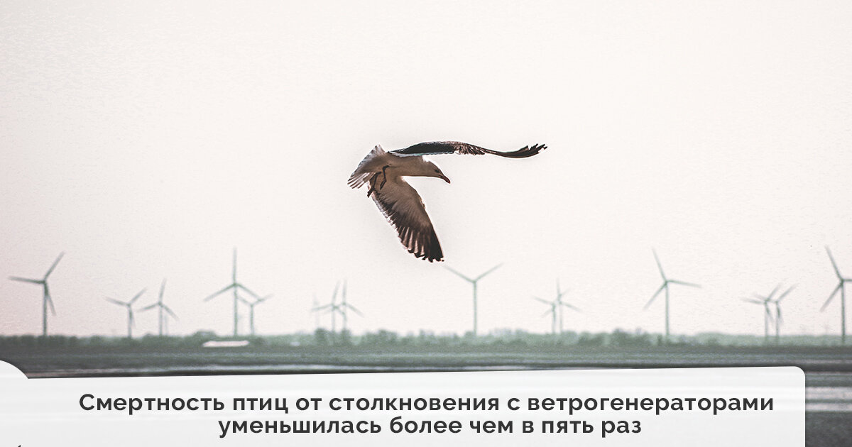 Ветрогенераторы птицам не помеха!