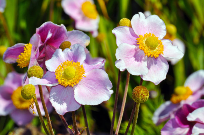 Анемона  японская - обладатель нежных цветков