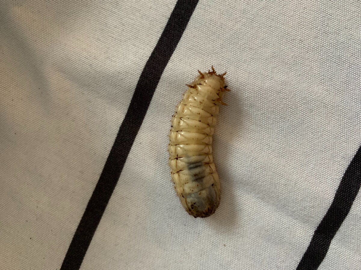 Хотели бы, провести с ним ночь?