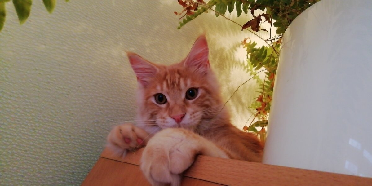 Мейн кун Коржик. Здесь нам уже 5 месяцев.
