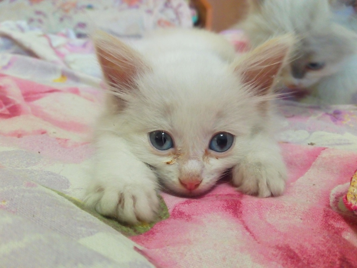 глазки и ушки мы потом долго лечили