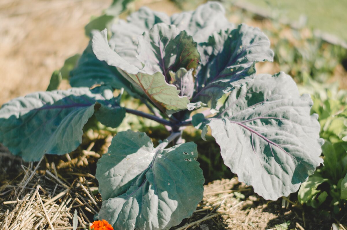 Поздняя капуста с фиолетовым оттенком 