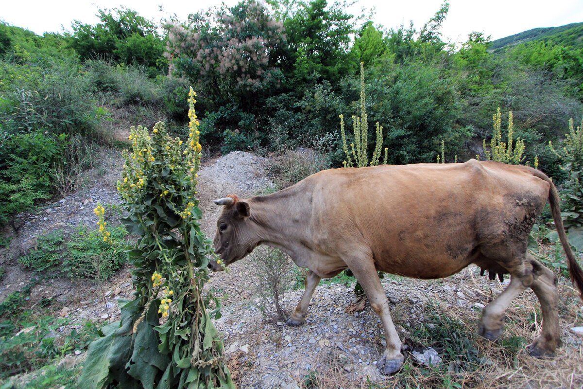 Живой "раритет" 