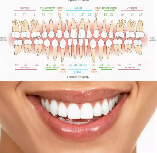 Схемы и нумерация зубов в стоматологии