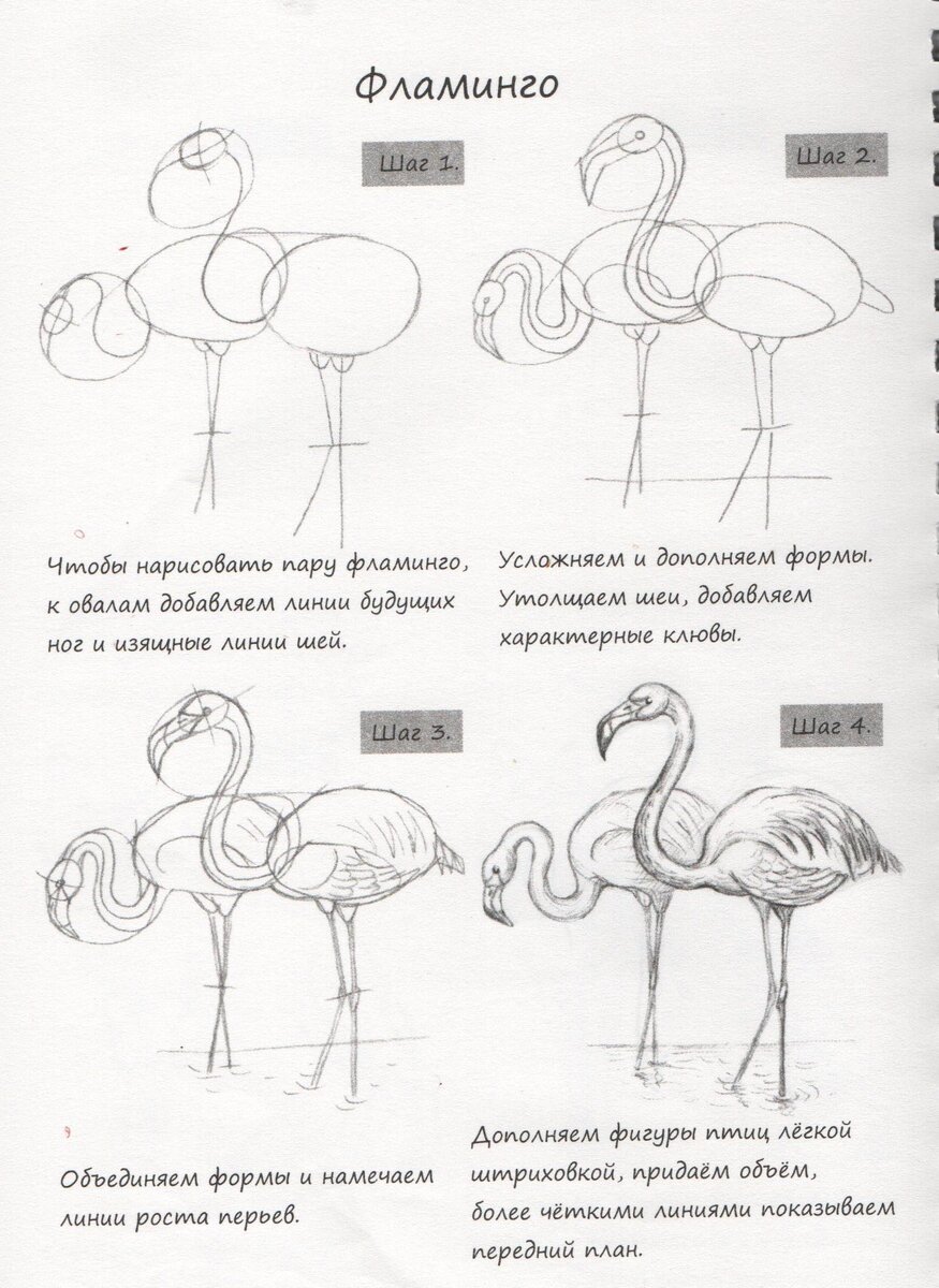 Как нарисовать сову поэтапно для детей