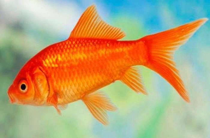 Золотой карась – родственник золотой рыбки, отличающийся такой же живучестью.