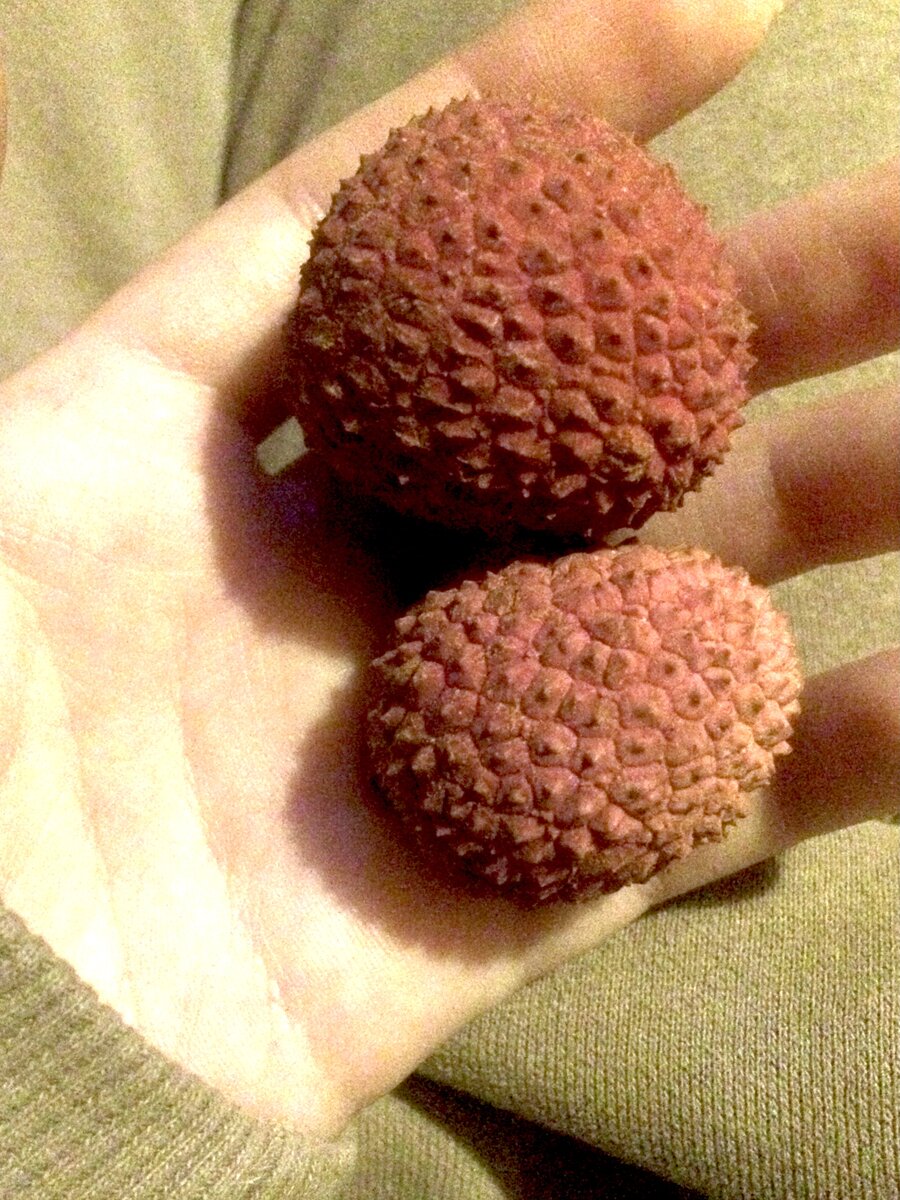 Личи – в переводе с китайского «китайская слива». Небольшой кисло – сладкий фрукт, покрытый коркообразной кожурой с косточкой внутри. Растет на вечнозеленых тропических деревьях