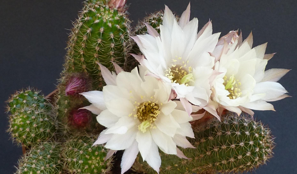 фото Эхинопсис