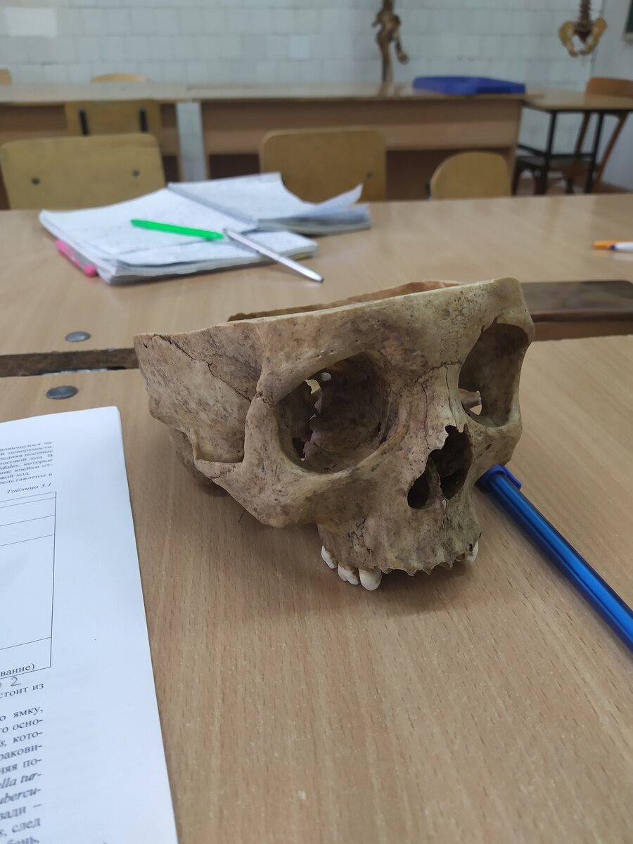 Интересный предмет - анатомия)))