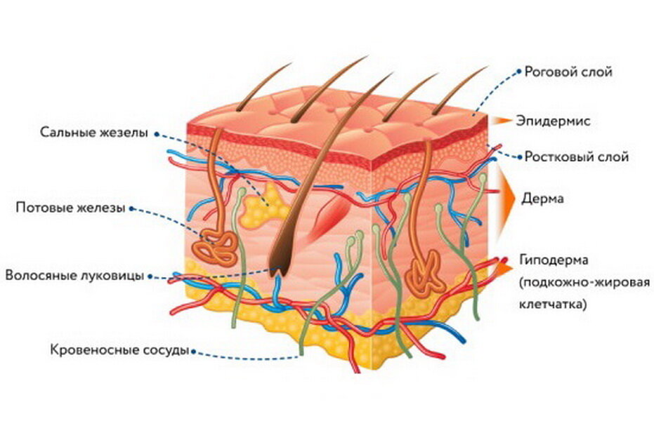 Структура кожи картинка