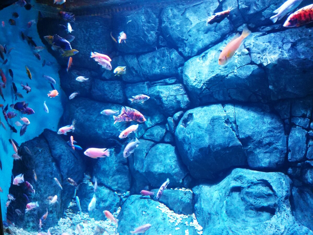 Просто красивые рыбки в аквариуме. Прогулка моя. Фото моё.