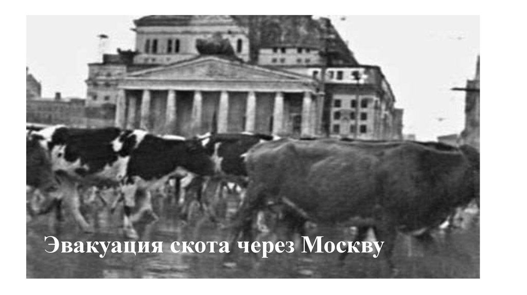 Перегон скота через Большой театр