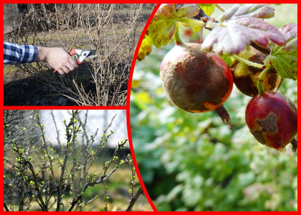 Крыжовник. (Фото используется по стандартной лицензии ©ogorodnye-shpargalki.ru)