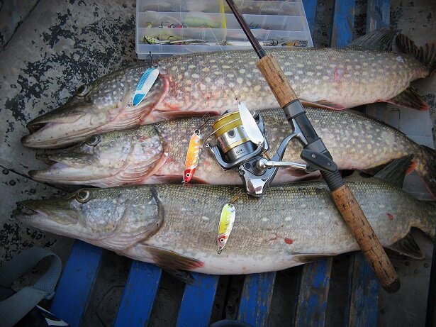 Не люблю "мясные" фотки, но в этот раз решил сделать большое исключение, уж больно наглядная...