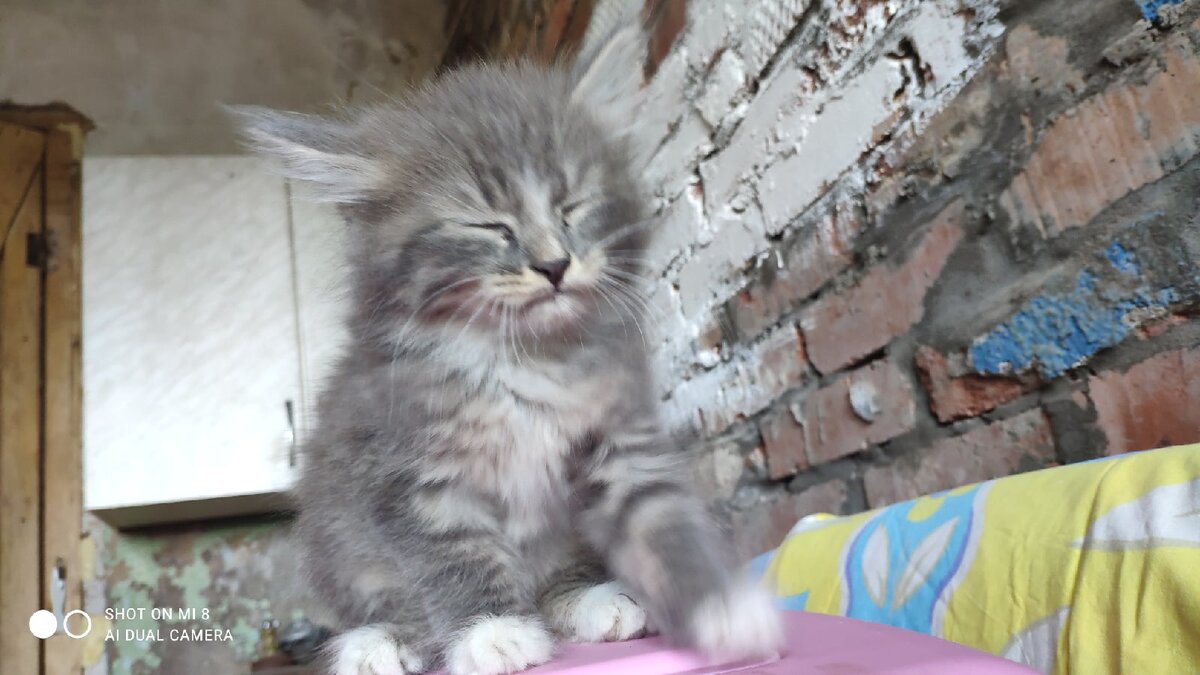 Красивая и забавная