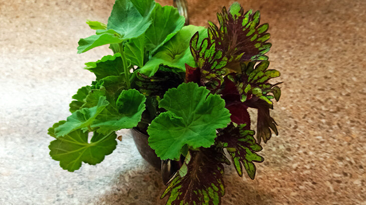 Осенние черенки пеларгоний и колеусов. Фото автора