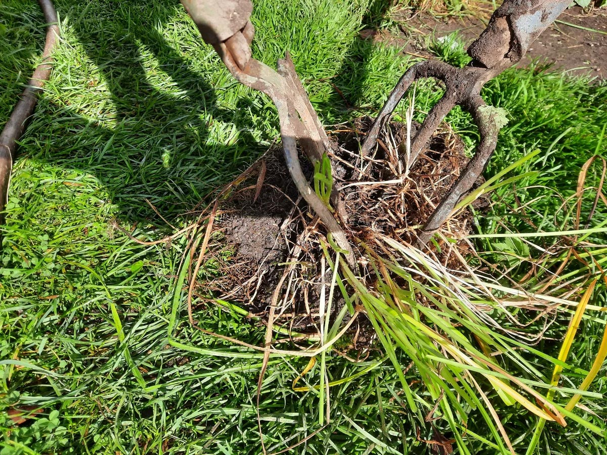 К чему снится выкапывать цветы. Лилии пересадка после цветения. Уборка тюльпанов после цветения. Выкапывание лилий весной для пересадки. К чему снится выкапывать цветы.