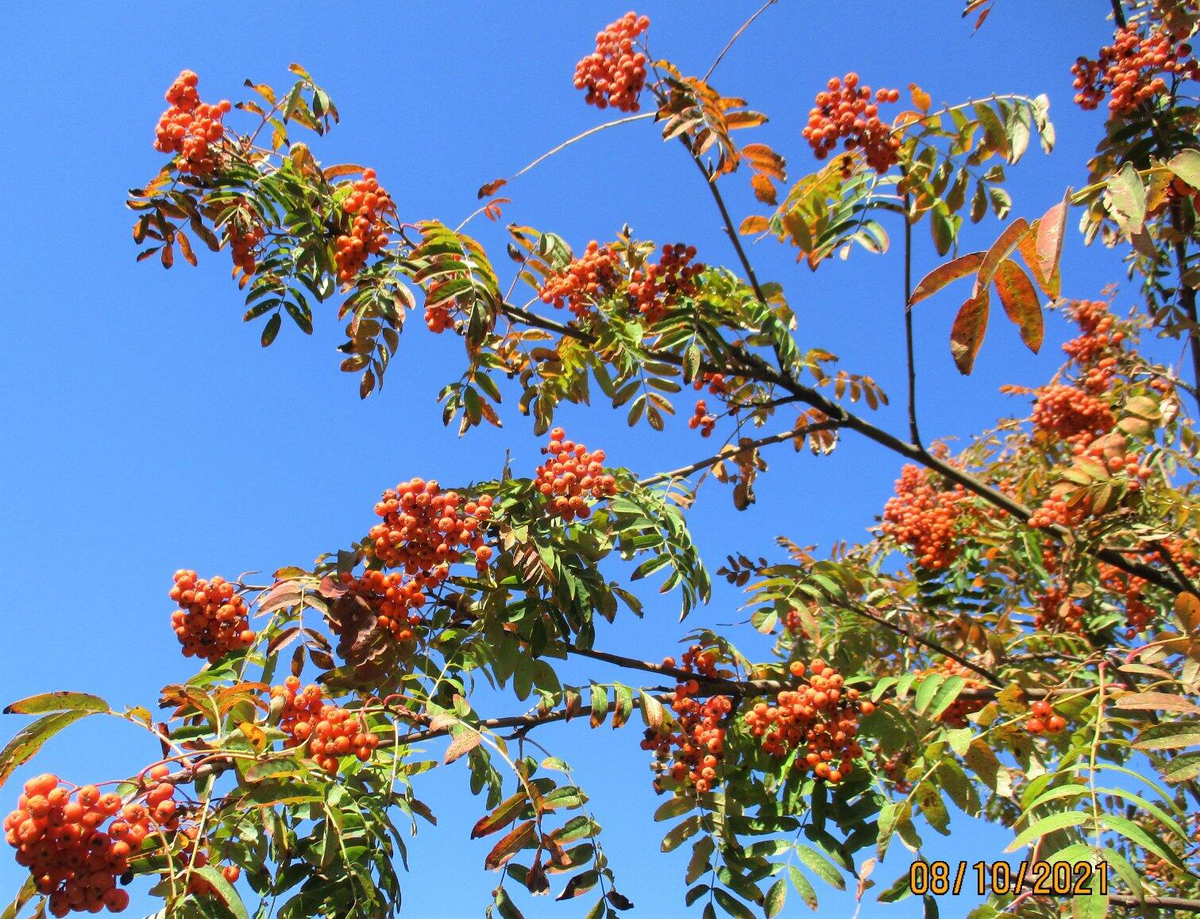 Самые красивые листья деревьев