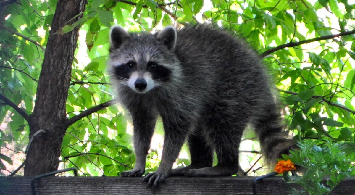 Здравствуйте, я енот полоскун