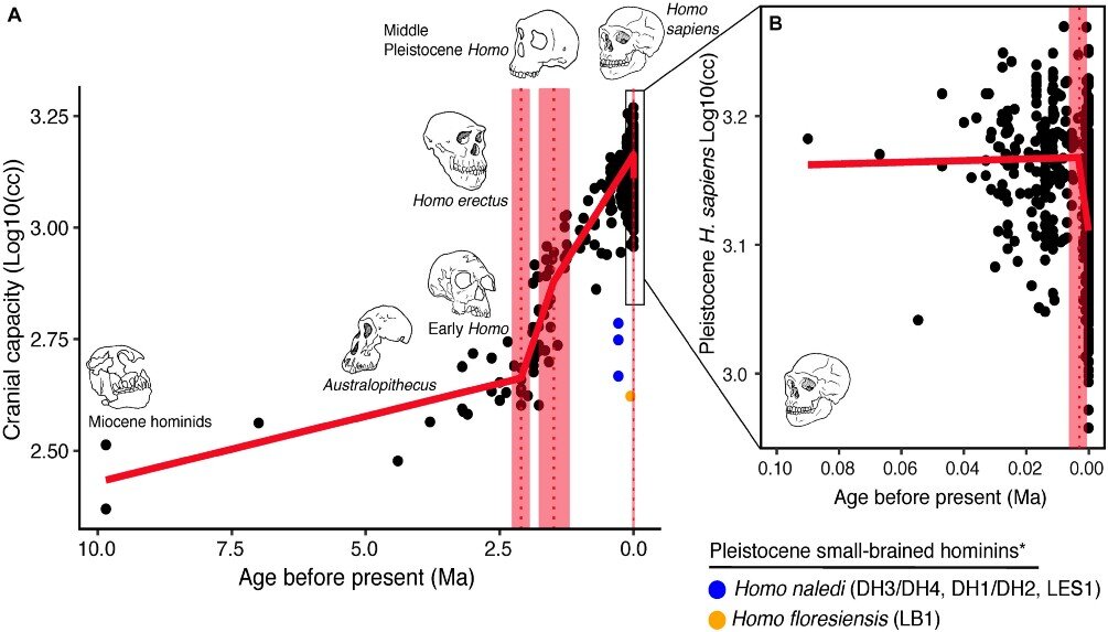 Рисунок 1. Источник: “When and Why Did Human Brains Decrease in Size? A New Change-Point Analysis and Insights From Brain Evolution in Ants” https://doi.org/10.3389/fevo.2021.742639