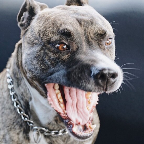 Иногда имеет грозный вид))