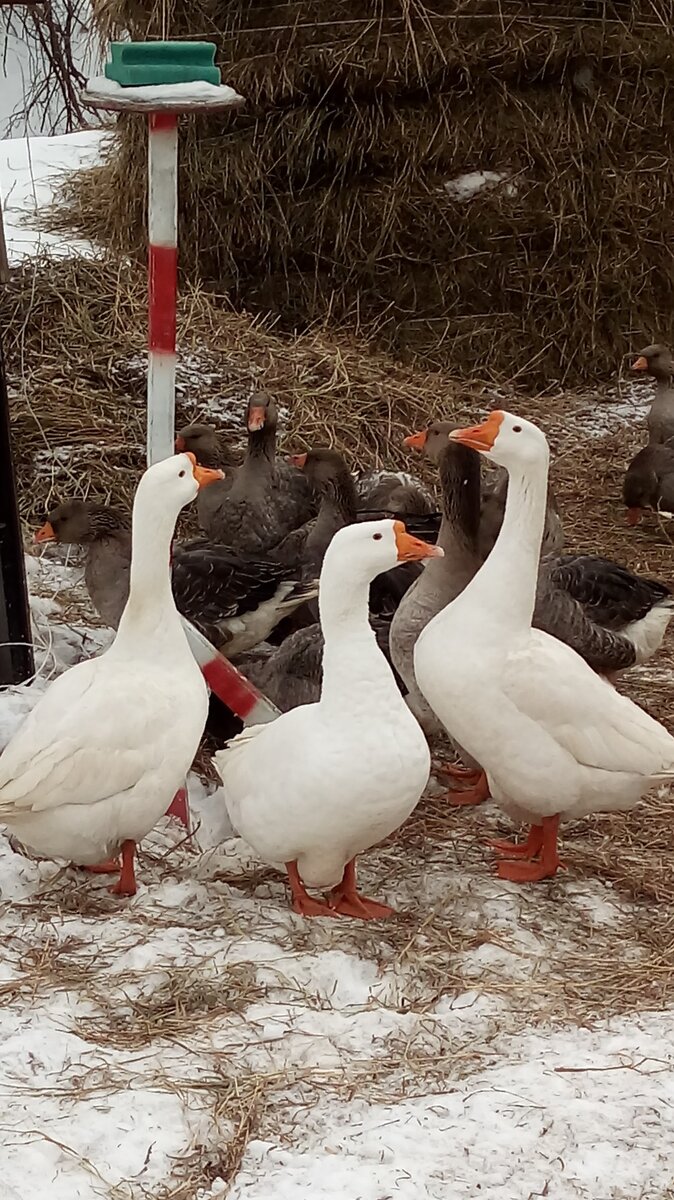 Не все гуси любят драться. Они спокойно пасутся рядом и не кидаются друг на друга, если их не спровоцировать. 