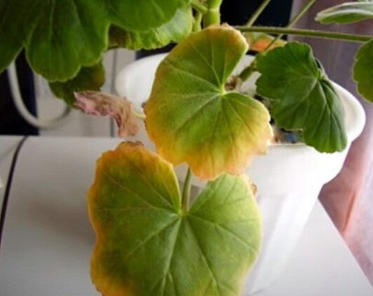 Одна из причин, почему сохнут края листьев - засоление почвы избытком вносимых минеральных удобрений  осенью и зимой.