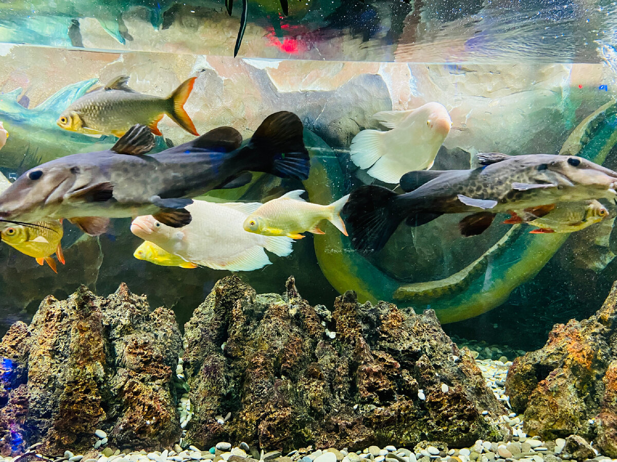 Огромное количество разнообразных рыб