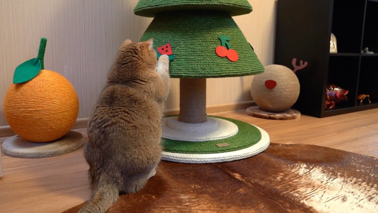 Вся правда о кошках и новогодних елках: 5 видео доказательств и советы для хозяев