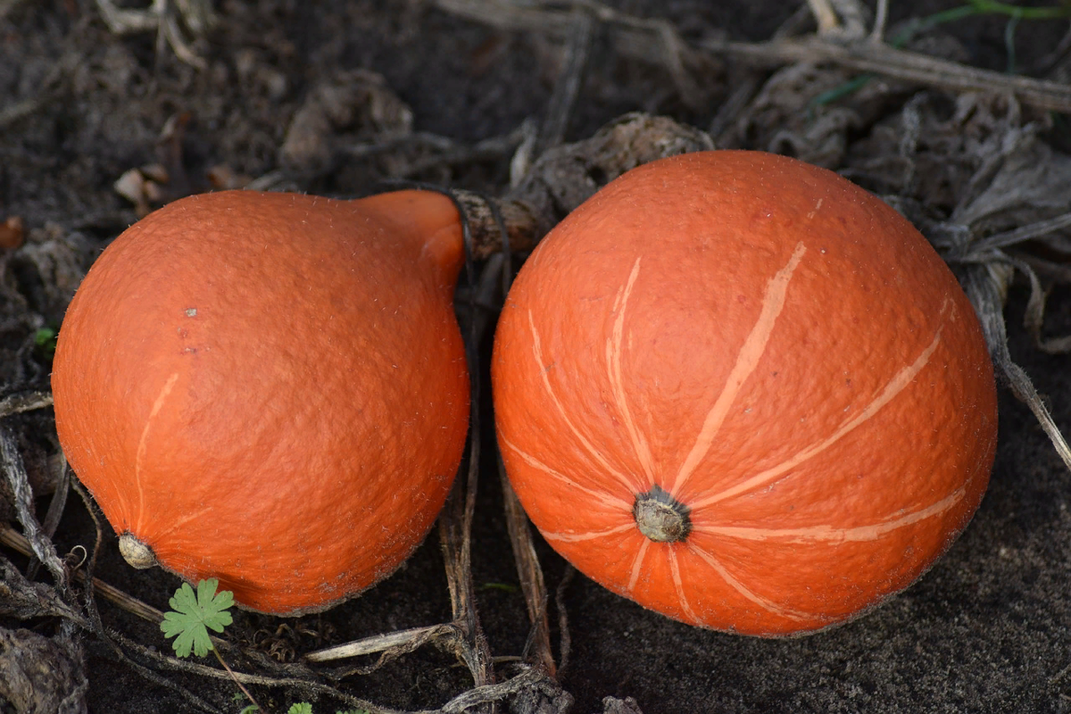 Orange pumpkin. Тыква оранж Сан. Тыква крупноплодная Хэллоуин. Тыква оранжевая. Оранжевая тыква сорт.