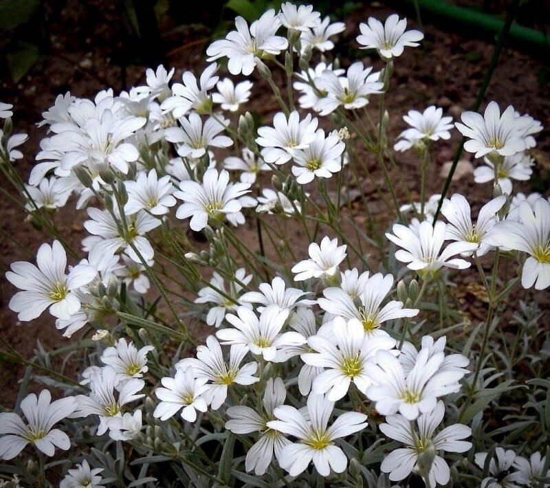 Ясколка Биберштейна Cerastium biebersteinii